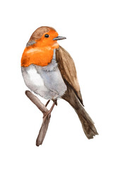 watercolor drawing of European robin, Erithacus rubecula songbird bird