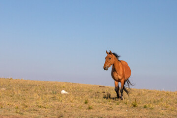 Windblown Wild Horse Mustang in the Pryor Mountains Wild Horse Refuge Sanctuary on the border of...