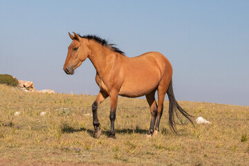Obraz premium Feral Wild Horse Mustang in the Pryor Mountains Wild Horse Refuge Sanctuary on the border of Wyoming Montana in the United States