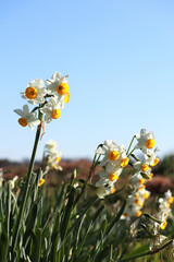 Obraz premium 水仙