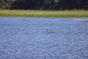 spot billed pelican on a lake
