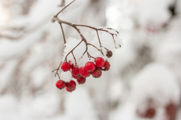 Red rowan berries on a branch under the snow