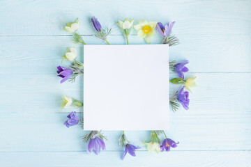 Festive spring flat composition of various spring flowers, snowdrop lumbago crocus. Pastel blue background copy space