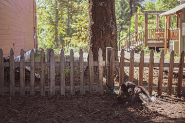 Dog lying in the sun in the backyard by a picket fence
