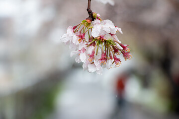積雪の重さで下を向く桜