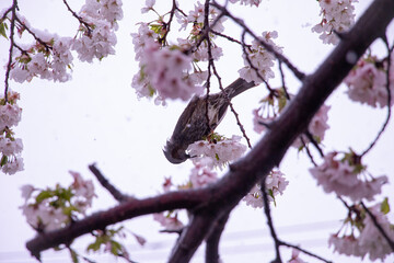 雪の中、桜の蜜を吸うヒヨドリ