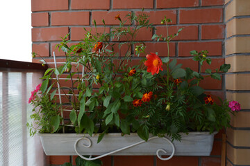 Fototapeta na wymiar Hanging container with flowering plants on the balcony. Verbena, tagetes and dahlia flowers.