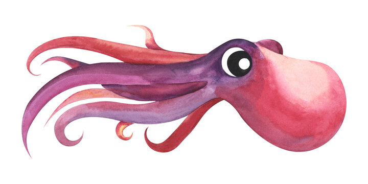 A pink octopus with big eyes swims forward alone. Children's hand-drawn illustration. Watercolor illustration, hand-drawn on a white background