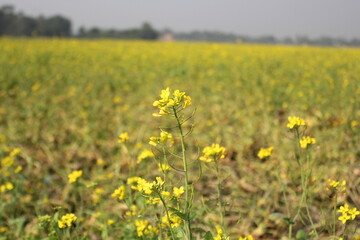 Closeup view of mustard flowers in the rural field