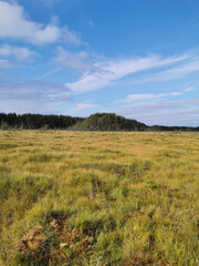 View of the swamp, where tall grass and trees grow against the background of the sky with beautiful clouds.