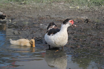 Duck teaching hunting food to her baby