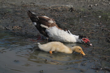 Baby duck hunting food with mother