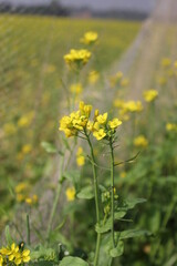 Closeup view of mustard flowers in the mustard field