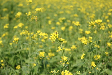 View of a rural mustard field