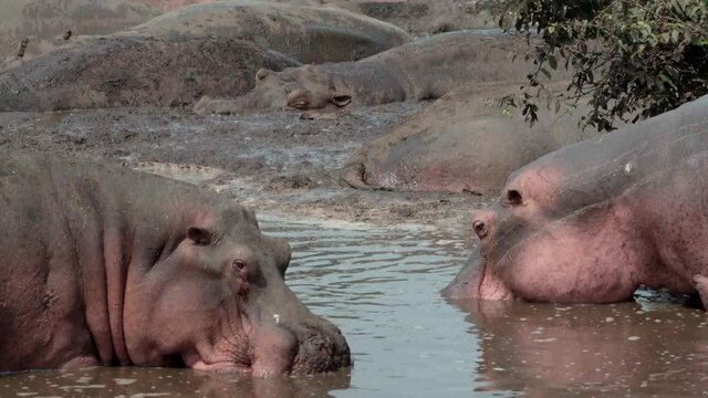 two hippos performing threatening gestures towards each other while in knee deep water:  First chewing motions then mock attack