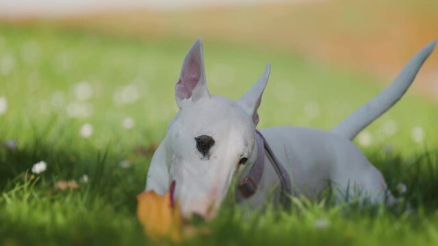 White miniature bull terrier playing joyfully with a pink rubber ball on the green lawn. White flowers and autumn leaves are scattered on the grass. Slow-motion video.