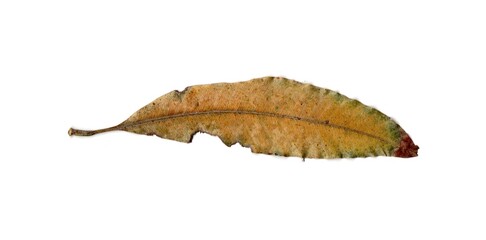 Leaf With Holes Eaten By Pests insects collection Isolated On White Background	