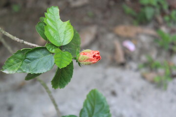 A pink rose blooming in the tree