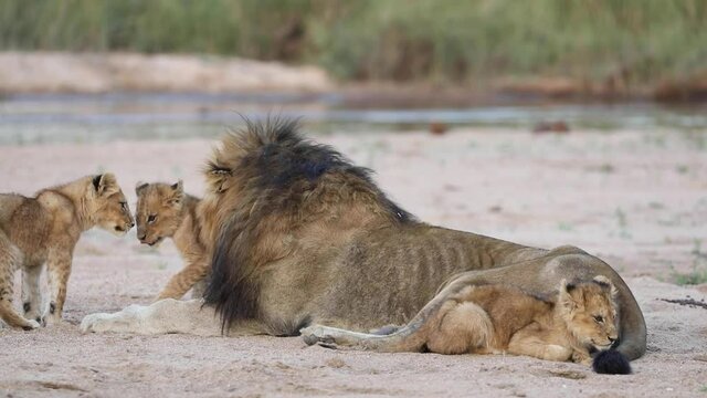 Wide shot of a grumpy male lion swatting one of the cubs, Greater Kruger.