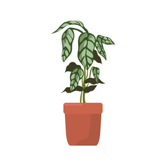 nice plant illustration