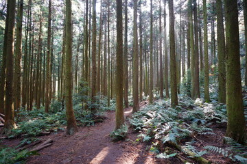 a cedar forest and a path in the sunlight