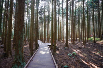 a fascinating cedar forest and footpath in the sunlight