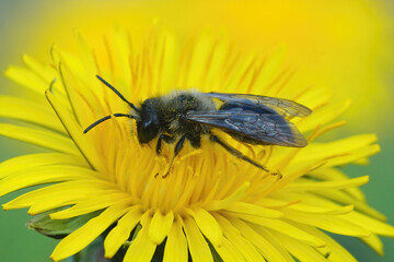 Dorsal closeup of a male grey-backed mining bee, Andrena vaga,  on a yellow dandelion flower