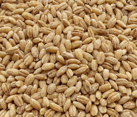 Background of natural barley grains view from the top