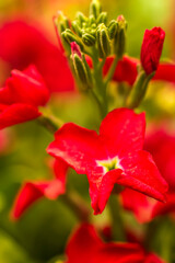 A red Brompton Stock  bloom closeup 