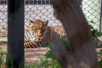 Jaguar laying on the ground in the fenced area of the zoo