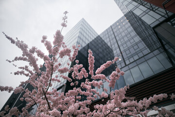 Fototapeta View of the cherry blossoms in spring with Glass skyscrapers in Gdansk Oliwa Poland. Sakura cherry blossom branch against skyscraper building background in spring obraz