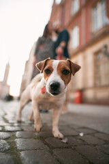 Close-up of a curious Jack Russell Terrier dog with a young couple in the background. Concept of a loving family with the dog.