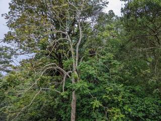 Fototapeta premium tree in the forest