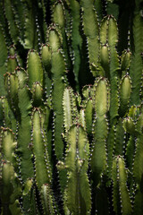 Cactus backdround, cacti design or cactaceae pattern.