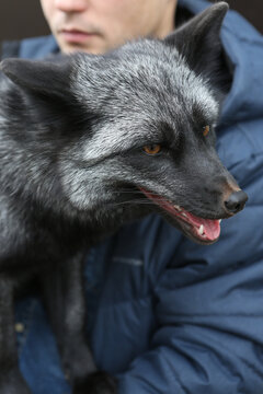 Fox. Foxes as pet. Wild animal at home. FoxFamilyFest (Fox Family Fest) 2021. Man with fox in his arms. Silver foxes. Cute pet, foxes. Furry foxes. Lovely silver fox portrait. Lovely animal and people