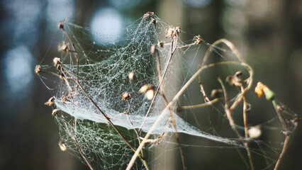 some spider web in some flowers