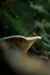 these mushroom in the forest