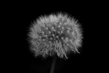 dandelion in black and white - obrazy, fototapety, plakaty