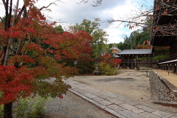 Autumn leaves in the the precincts of Koumyou-ji Temple in Nagaokakyou City in Kyoto prefecture in Japan 日本の京都府長岡京市にある光明寺境内の紅葉