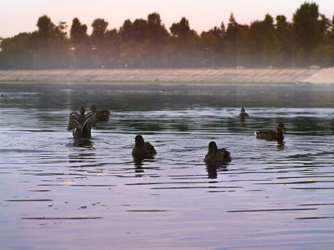 ducks on the lake on an autumn day