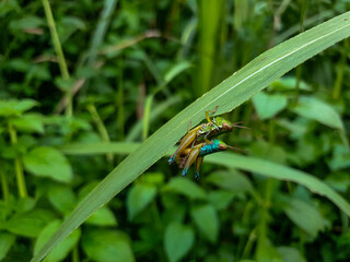 Mating grasshopper on a grass leaf