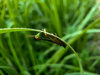 Close up grasshopper on a leaf