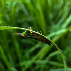 grasshopper on the grass background nature