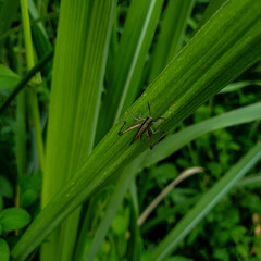Grasshopper on a leaf