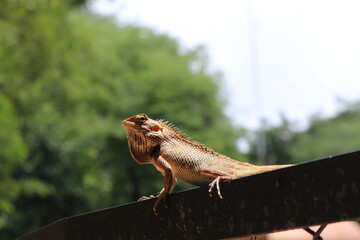 bearded dragon lizard