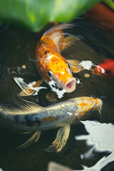 Vertical closeup of the colorful koi fish in the pond.