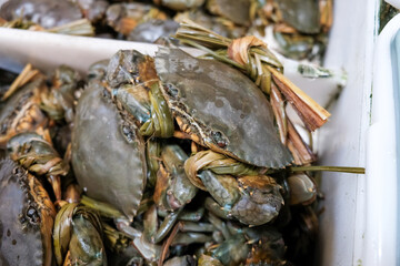 Thailand seafood market fresh Red King Crab