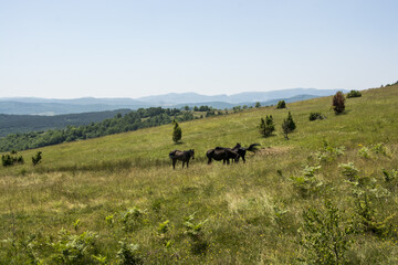 Herd of Equus ferus caballus horses grazing in the field of Uvac Nature Reserve in Serbia