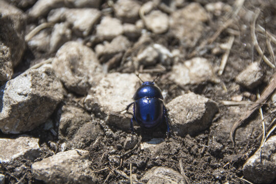A small blue bug, Trypocopris vernalis (Springtime Dung Beetle)