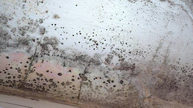 Stachybotrys chartarum also known as black mold or toxic black mold. The mold in cellulose-rich building materials from damp or water-damaged buildings